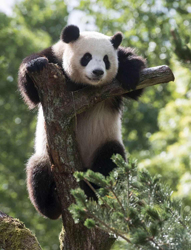 熊貓在柏林動物園