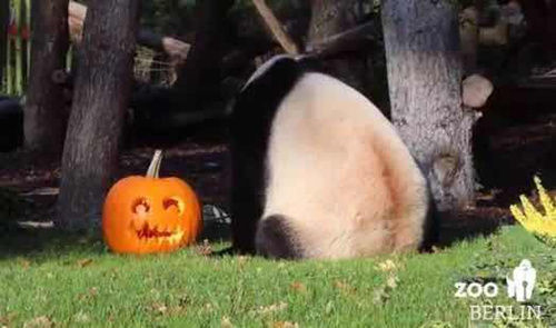 南瓜燈是萬圣節(jié)的經典裝飾物