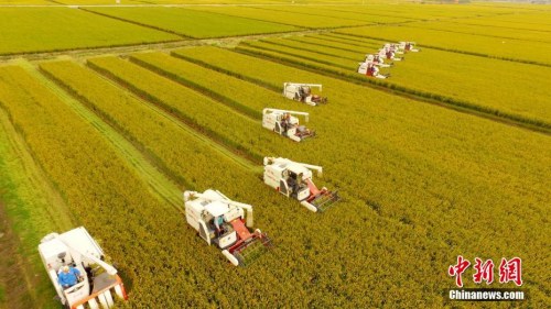 資料圖：水稻機械化收割。孟德龍 攝