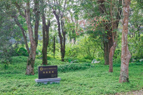 西聯(lián)百年膠園的老膠林歷經(jīng)滄桑歲月。