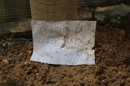 八旬獨(dú)居老婦上警局要求警方寫張“勿干擾我果樹”的告示，放下她家前的木瓜樹下。（馬來西亞《星洲日?qǐng)?bào)》）