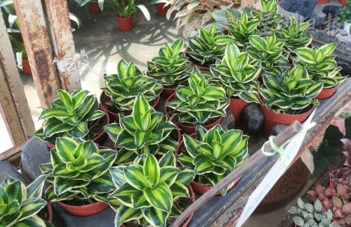 年花新寵鐵樹，寓意“鐵樹開花，富貴榮華”，獲得消費(fèi)者的歡心。（馬來西亞《星洲日?qǐng)?bào)》）