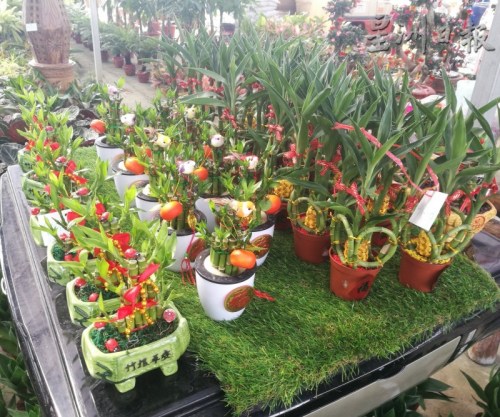 以新年裝飾品為點(diǎn)綴的竹子，為新年家居裝飾增添喜氣。（馬來西亞《星洲日?qǐng)?bào)》）