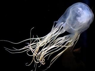 箱形水母 箱形水母