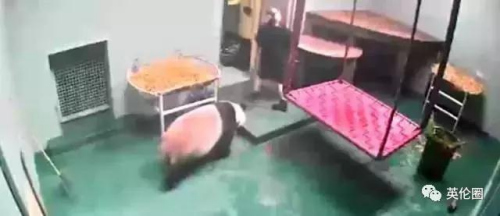 愛丁堡動(dòng)物園里“甜甜”和“陽光”的住所。(英倫圈