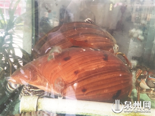 陳先生從崇武買回來的黃螺