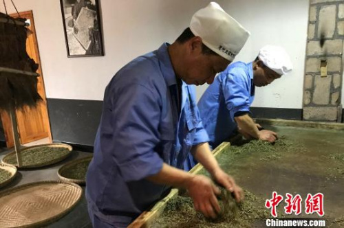 51歲的向書蘭雙手不停地揉捻著茶團(tuán) 董曉斌 攝