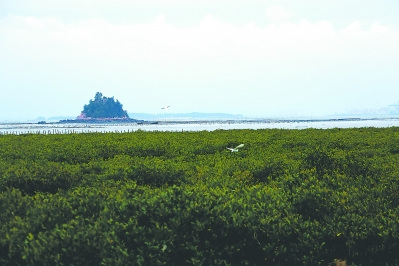 經(jīng)過不懈努力，目前西亭澳紅樹林保護(hù)區(qū)成林面積約500畝。