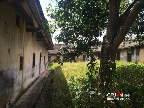 　　家鄉(xiāng)老屋后院，鄧世軒姑姑說(shuō)，小時(shí)候常在這棵樹(shù)下玩耍。(受訪者供圖)