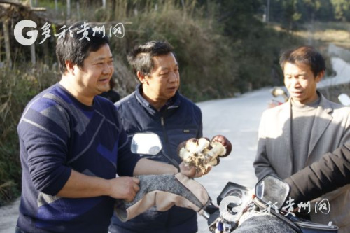 李裕榮現(xiàn)場幫助村民了解大球蓋菇 李裕榮現(xiàn)場幫助村民了解大球蓋菇