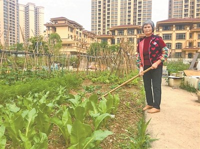 李紅阿姨在菜地。