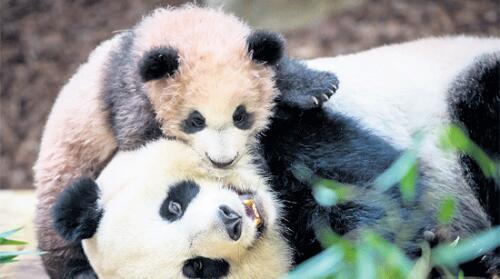 2018年1月，圓夢(mèng)和媽媽在一起的照片。(圖片來(lái)源：法新社)