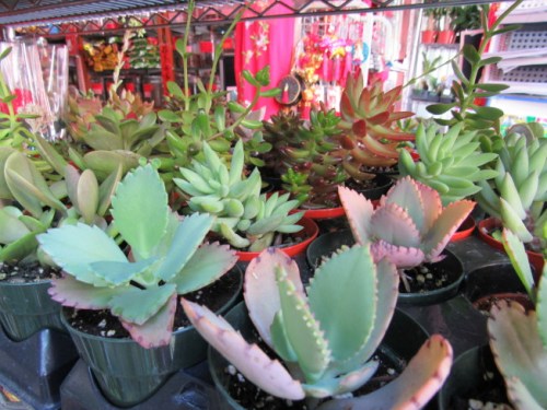 多肉價格低、好照顧的特性受到民眾喜愛，成為今年母親節(jié)的流行款。(美國《世界日報》/顏嘉瑩 攝)