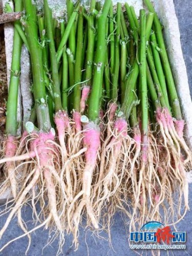 在菜市場(chǎng)上零售的馬屎莧 李曉春 攝 在菜市場(chǎng)上零售的馬屎莧 李曉春 攝