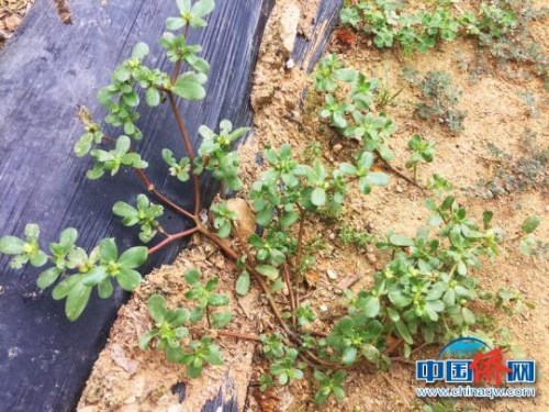 被臺(tái)山人稱為“瓜子菜”的馬齒莧 李曉春 攝 被臺(tái)山人稱為“瓜子菜”的馬齒莧 李曉春 攝