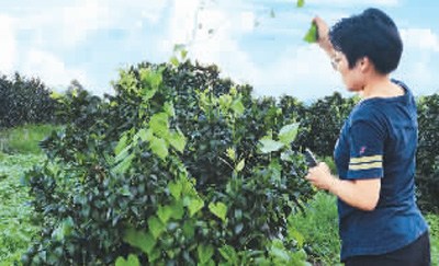 圖為鄧迪方在果園查看玫瑰柑的生長情況。