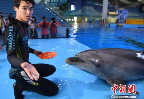 9月19日，海豚正在享用“私人訂制”月餅。　韓蘇原 攝