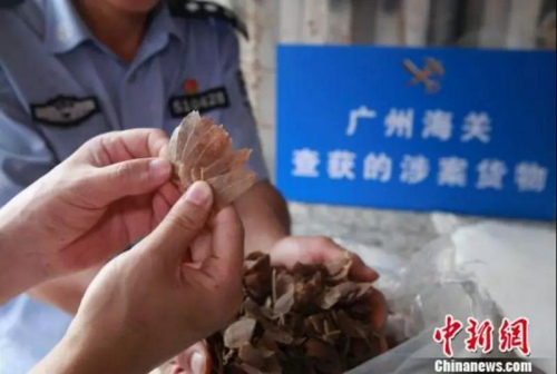 廣州海關(guān)查獲的走私穿山甲鱗片 丘永忠 攝
