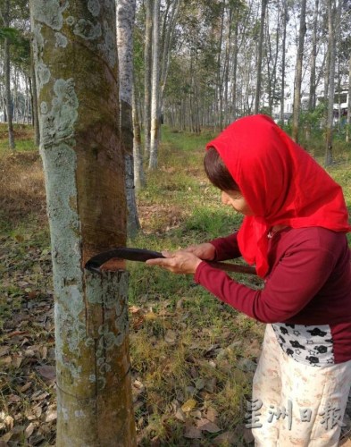 王珠清靠著割膠，把4名孩子拉拔長大，培育成人。（馬來西亞《星洲日?qǐng)?bào)》）