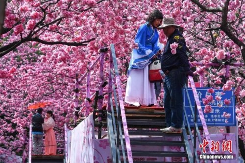 3月19日，游客穿上古裝在櫻花樹下拍照。<a target='_blank' >中新社</a>記者 任東 攝