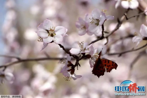 中國僑網(wǎng) 韓輝 攝