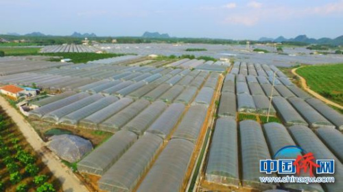 圖為開發(fā)區(qū)現(xiàn)代農(nóng)業(yè)基地 鐘欣 攝