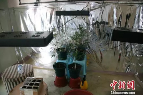 資料圖：在房間里種植大麻。(圖文無關(guān))