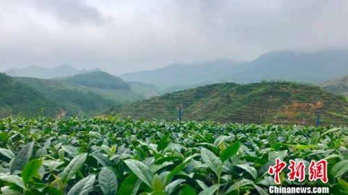 粵僑鄉(xiāng)舉行春茶開采儀式 譚家富 攝 粵僑鄉(xiāng)舉行春茶開采儀式 譚家富 攝