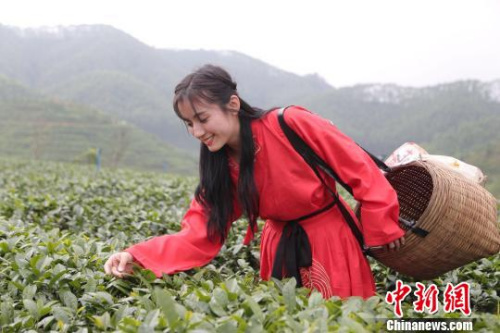 粵僑鄉(xiāng)舉行春茶開采儀式 譚家富 攝 粵僑鄉(xiāng)舉行春茶開采儀式 譚家富 攝