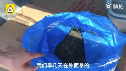 中餐館員工挖的土。（視頻截圖）