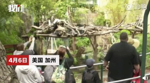 美國民眾與大熊貓告別。(視頻截圖)