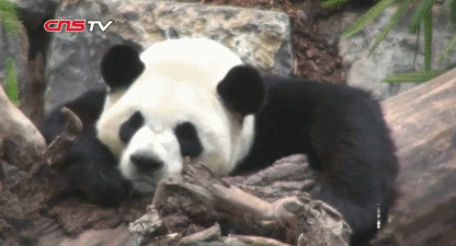 　大熊貓“大毛”。