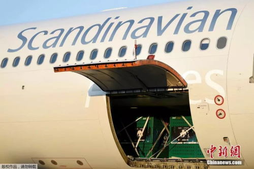 　“星二”和“毛筍”抵達(dá)哥本哈根機(jī)場。