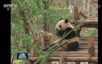 “星二”和“毛筍”。(視頻截圖)