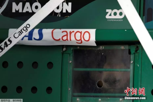 “星二”和“毛筍”抵達(dá)哥本哈根機(jī)場。