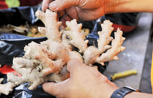 農(nóng)民每年都在清明前后種姜，直到冬至之后，整片園的地底下都會長滿姜。（來源：馬來西亞光華網(wǎng)）