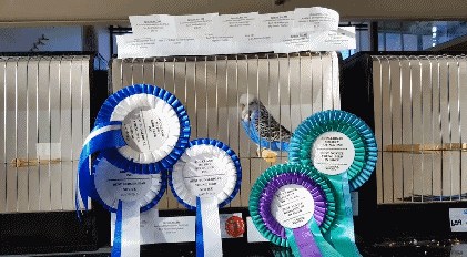 奧克蘭Metro Bird Show。(視頻截圖)