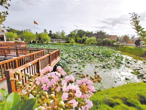 廣場內(nèi)的荷花池。