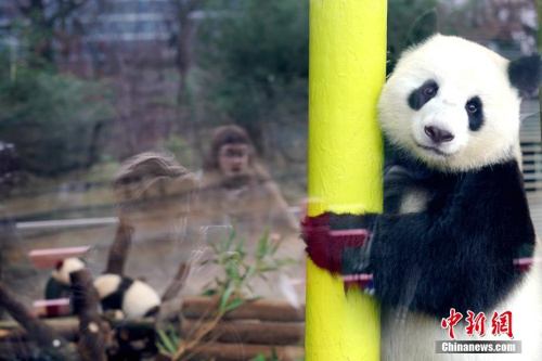 當(dāng)?shù)貢r(shí)間1月29日，在德國(guó)降生的首對(duì)大熊貓——雙胞胎“夢(mèng)想”“夢(mèng)圓”與母親“夢(mèng)夢(mèng)”在體驗(yàn)動(dòng)物園為它們改建的大熊貓館親子樂園。<a target='_blank' >中新社</a>記者 彭大偉 攝