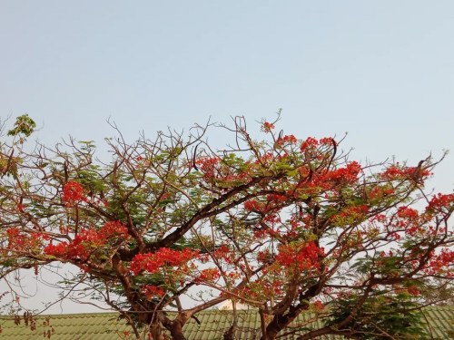 校園里的鳳凰花。(作者供圖)