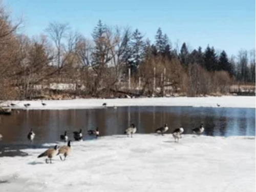 疫情下，原來(lái)熱鬧的湖邊空無(wú)一人，只有大雁在散步。(作者供圖)