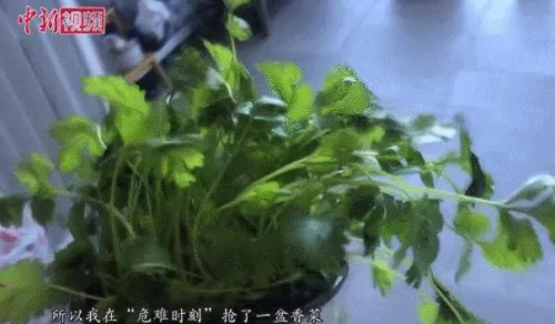 易小婧在花盆中種植的香菜。
