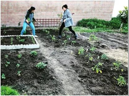 居家避疫，Luna開始打理起后院，種了不少蔬果。(美國(guó)《世界日?qǐng)?bào)》)