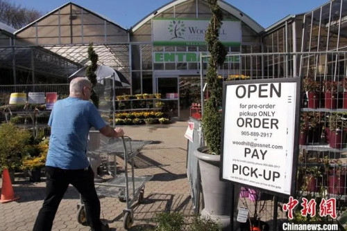 當?shù)貢r間5月4日，加拿大大多倫多地區(qū)一家花圃的老板告訴記者，按政府要求，目前僅開放預約取貨服務等，并非向公眾完全開放。<a target='_blank' >中新社</a>記者 余瑞冬 攝