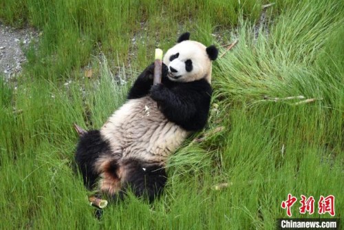 九寨溝熊貓園里的大熊貓?！【耪瘻峡h委宣傳部提供 