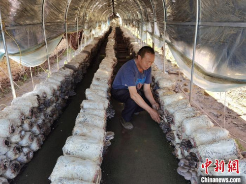 圖為刷見草溝村村民正在觀察蘑菇長(zhǎng)勢(shì)。　李洋 攝