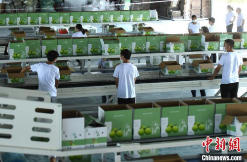 圖為分選車間內(nèi)，村民正在將分選好的仙桃李打包。　陳超 攝