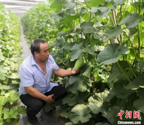 牛忠安來到合作社，查看蔬菜的種植情況。牛忠安供圖