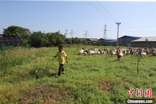 唐根根放羊 張暢 攝