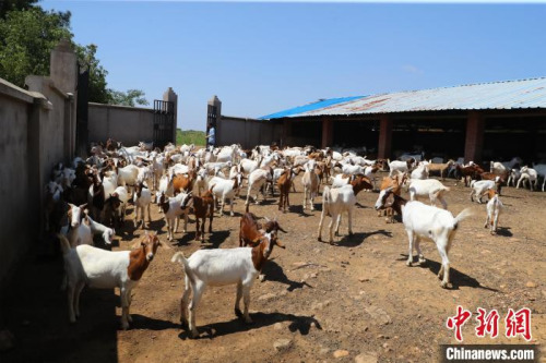 唐根根家的羊舍有近600只羊 張暢 攝